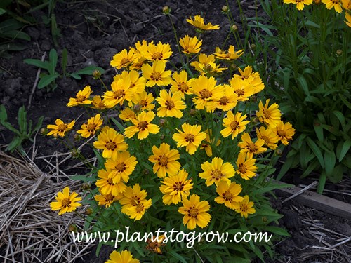 Coreopsis Sterntaler (mid June)